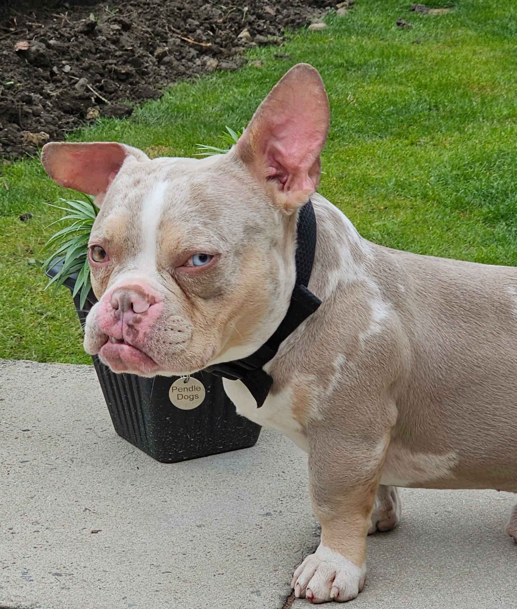 Dexter bully