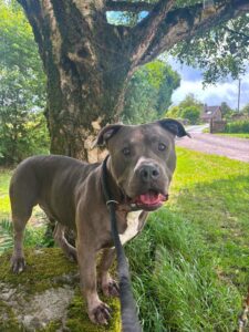 Boris, a Unknown old male Bulldog available for adoption from Pendle Dogs in Lancashire