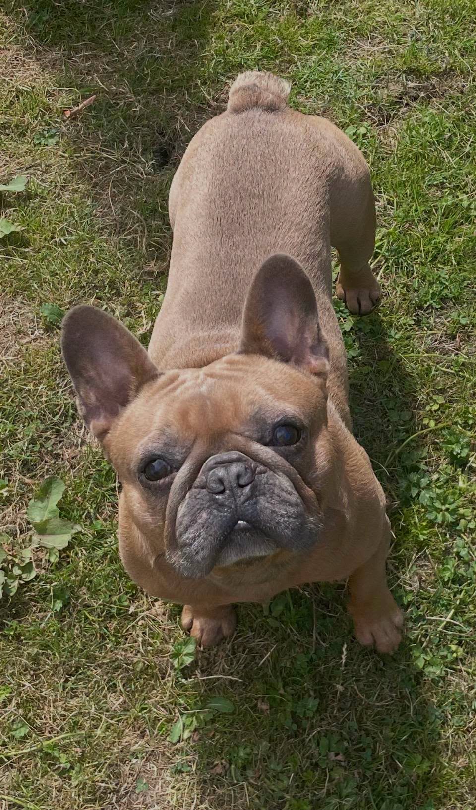 bear frenchie